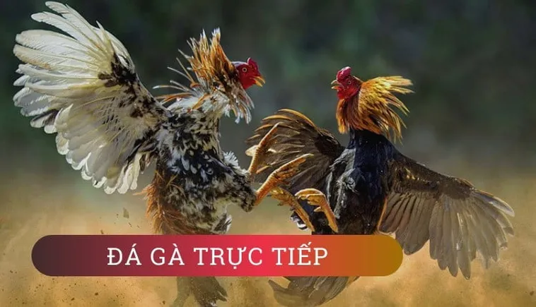 Bí Quyết Chinh Phục Đá Gà WS168 Tại U888: Kinh Nghiệm Thực Chiến