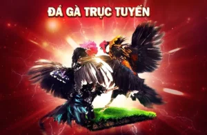 Cách Chơi Đá Gà 3D Tại U888 Trải Nghiệm Cá Cược Đỉnh Cao